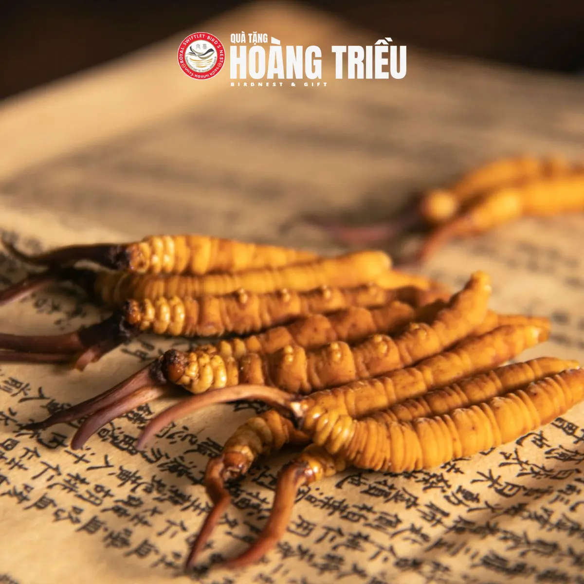 Công dụng của đông trùng hạ thảo